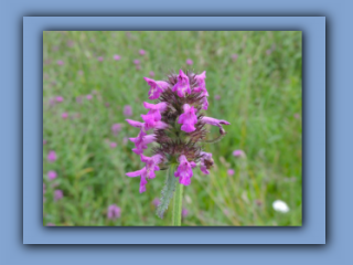 Betony seen in field near mill pond. 30th July 2023 3_Prv.jpg